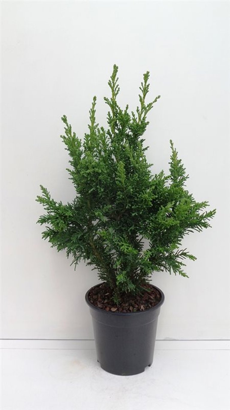 Chamaecyparis o. 'Drath' - C3 30-40 CM